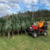 weihnachtsbaum paletten deutschland