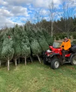 weihnachtsbaum paletten deutschland