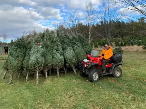 weihnachtsbaum paletten deutschland